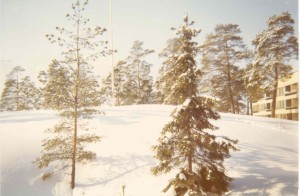 1970 Syrjälä Kallio 2 oik kuusi kaatui 1981